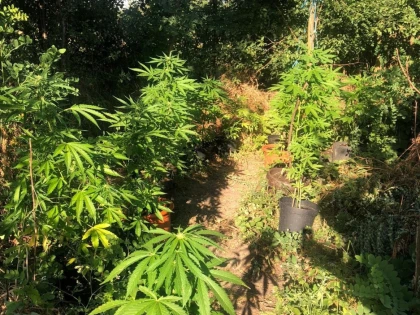 Două persoane din Arad, prinse în flagrant în timp ce comercializau și creșteau cannabis