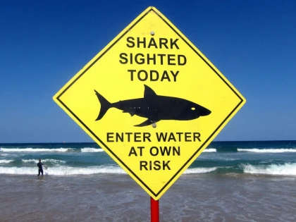 Două plaje populare din Sydney au fost închise după ce un rechin a atacat un delfin