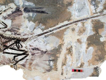 ”Dragonul dansator”, o nouă specie de dinozaur descoperită în China