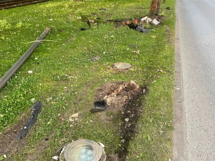 DrujBibi a mai "scăpat" de doi copaci din centrul Aradului