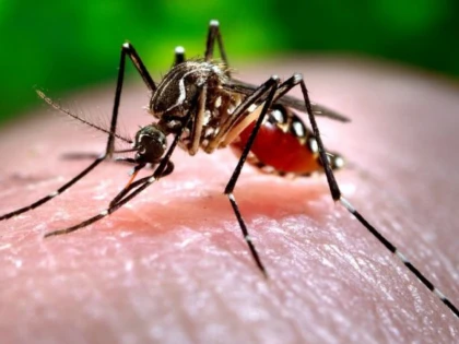 DSP informează arădenii cu privire la virusul West Nile