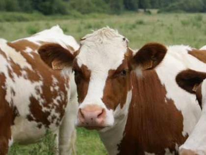 DSV Arad blochează transporturile de animale din Ungaria, din cauza focarelor de febră aftoasă