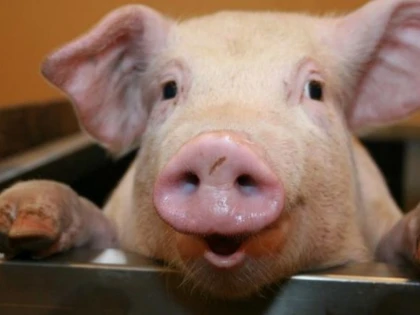 DUPĂ 70 DE ANI DE STAGNARE, ROMÂNIA POATE EXPORTA PORCI VII