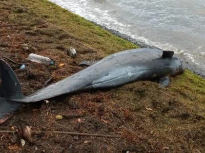 ”E mai rău decât un coșmar”. Cel puțin 17 delfini au fost găsiți morți pe coasta insulei Mauritius