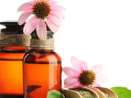 Echinacea, remediu ideal în caz de răceală