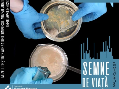 Elevii arădeni fac experimente artistice cu... bacterii și fungi