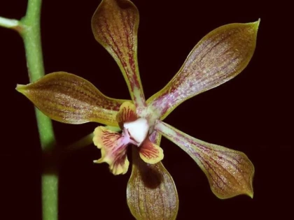 ENCYCLIA INOPINATA - O NOUA SPECIE DE ORHIDEE DESCOPERITA IN MEXIC