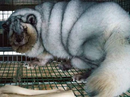 Estonia va interzice fermele de animale crescute pentru blănuri până în 2025