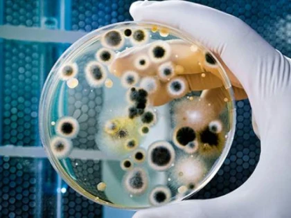 Europa, în alertă! A fost descoperită o superbacterie care poate provoca grave infecții pulmonare și ale sângelui