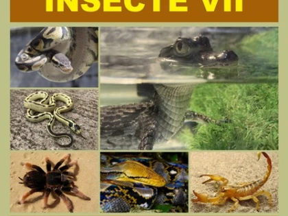 Expoziție de reptile și insecte vii, la Complexul Muzeal Arad