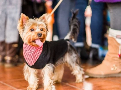 Facultatea din România unde studenții au voie cu animalele de companie la cursuri