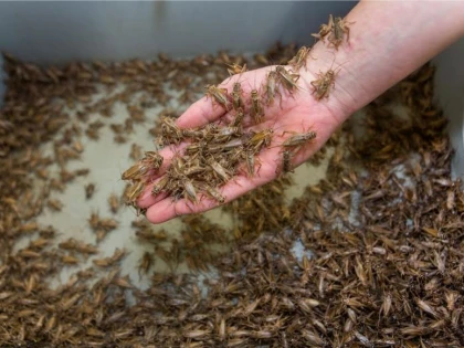 Făina de insecte, interzisă printr-un proiect de lege
