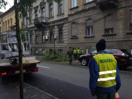 Falcă a masacrat pomii de pe „Decebal”, deşi vrea ca Aradul să fie Capitală Verde Europeană