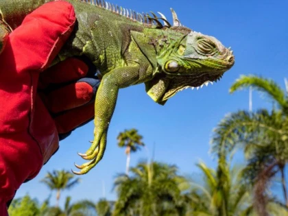 Fenomen neobișnuit în Florida. Este atât de frig, încât iguanele înghețate cad din copaci