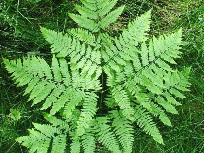 Feriga, planta care ameliorează durerile reumatice