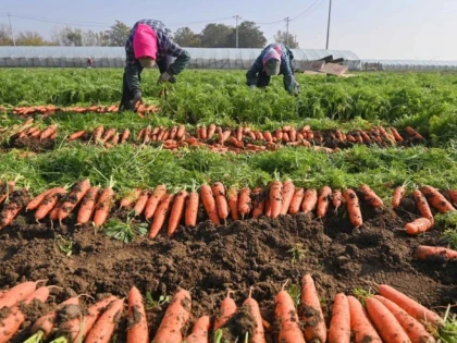 Fermierii chinezi, forţaţi să îşi distrugă recoltele pentru a preveni răspândirea COVID-19