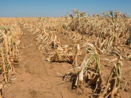 Fermierii din Arad, afectați grav de secetă. Alianța pentru Agricultură și Cooperare cere evaluarea pagubelor și despăgubiri