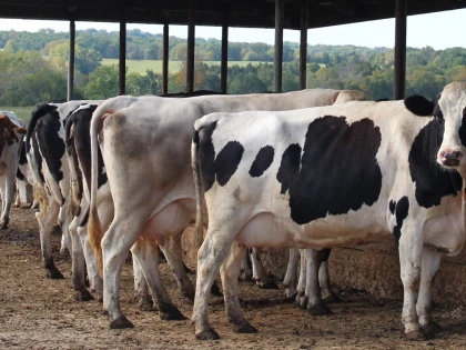 Fermierii din sectorul zootehnic primesc peste 46 de milioane de lei de la stat
