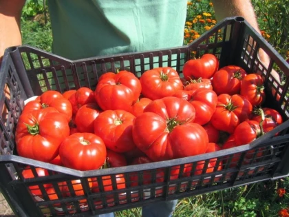 Fermierii români vor primi subvenție pe kilogramul de roșii. Care sunt condițiile