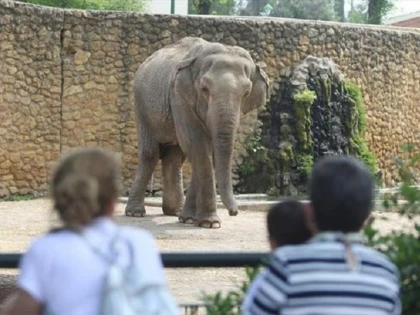 Flavia, ”cel mai trist elefant din lume”, a murit după 43 de ani petrecuţi în singurătate