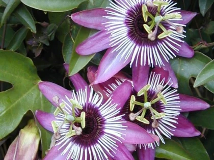 FLOAREA PATIMILOR, UN CALMANT NATURAL