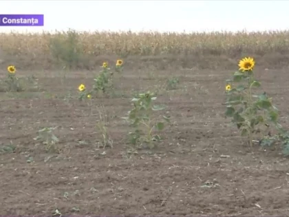 Floarea-soarelui a înflorit din nou, în pragul iernii