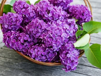 FLORILE DE LILIAC, ÎN TRATAMENTELE NATURISTE