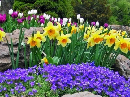 Florile de primăvară care te ajută să ai o grădină de vis