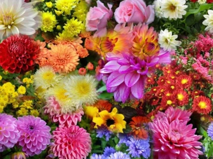 FLORILE DE TOAMNĂ ŞI ÎNGRIJIREA LOR