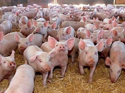 Focar de pestă porcină africană la o fermă din Cermei. 1.500 de porci, sacrificați preventiv