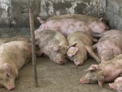 Focar de pestă porcină în comuna Frumușeni