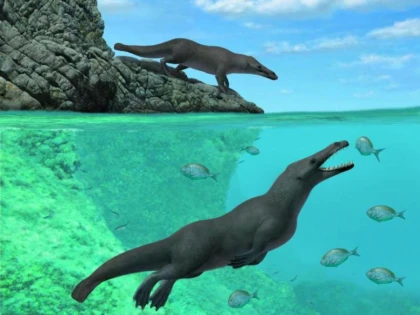 Fosila unei balene cu patru picioare, descoperită în Peru