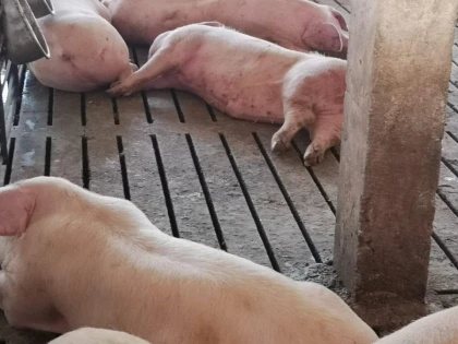 (FOTO )Mii de porci mor pe capete la CAI Curtici