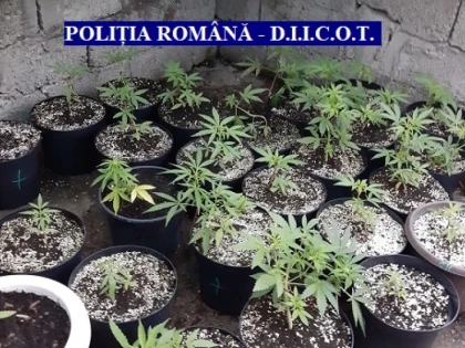 (FOTO) Percheziții la traficanți de droguri din Arad! Trei bărbați au fost reținuți