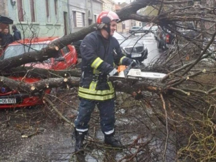 (FOTO) Un copac a căzut peste două mașini, pe strada Octavian Goga