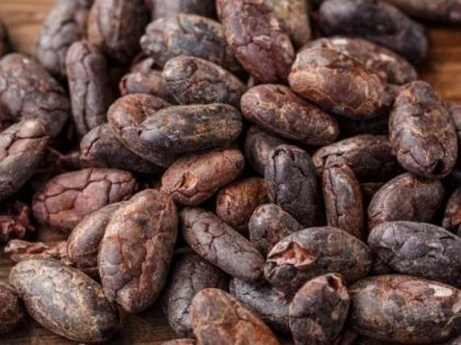 Fructul de cacao reduce riscul de congestii cerebrale