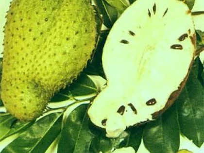 FRUCTUL MIRACULOS CARE DISTRUGE CANCERUL