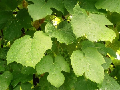 FRUNZA DE VIŢĂ-DE-VIE UN MEDICAMENT NATURAL