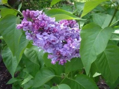 FRUNZELE DE LILIAC AJUTĂ ÎN TRATAREA BRONŞITEI