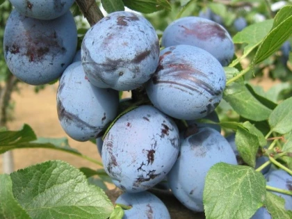FRUNZELE DE PRUN AU PROPRIETĂŢI DIURETICE