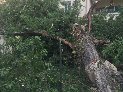 Garda de Mediu a amendat Primăria Arad pentru tăierea arborilor de pe Grigorescu