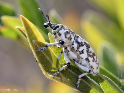 Gărgăriţa stepică a pelinului, noua specie de insectă descoperită de Societatea Ornitologică Română