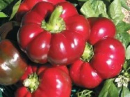 Gogoșarul accelerează și îmbunătățește metabolismul