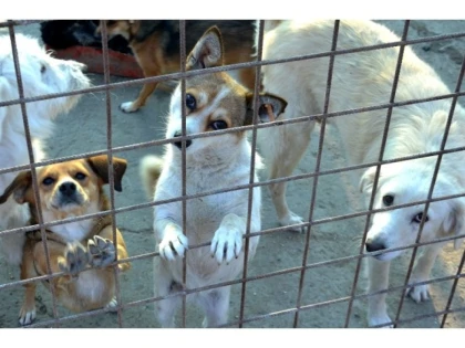 Gospodărirea Comunală organizează un târg de adopție canină