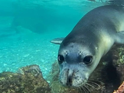 Grecia îl caută pe ucigașul lui Kostis, foca simbol din Alonissos