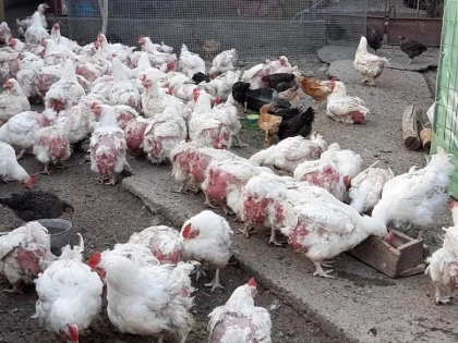 Gripa aviară „taie aripile“ comerțului de păsări vii