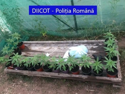 Grup infracțional specializat în trafic de droguri, destructurat
