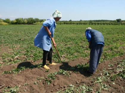 GUVERNUL A ADOPTAT TREI HOTARARI CARE VIN IN SPRIJINUL AGRICULTORILOR