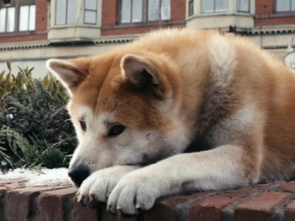 Hachiko - dragoste de câine care a străbătut decenii de viață