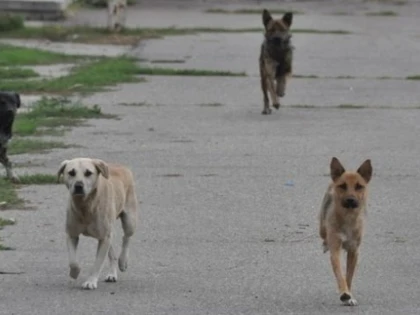 Haitele de câini fac legea pe străzile Aradului. O femeie era să fie sfâşiată